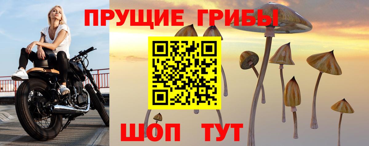 Псилоцибиновые грибы Psilocybine cubensis Аргун